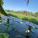 ขายที่ดิน400ตร.ว.ย่านนครปฐมศาลายาพุทธมณฑลติดถนน4เลนด้านหลังติดคลองนราภิรมย์